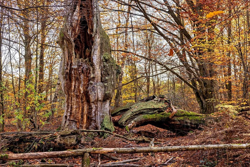 An impressive tree in autumn forest, next to a fallen trunk, The old oaks of the Reinhardswald jungle near Hofgeismar