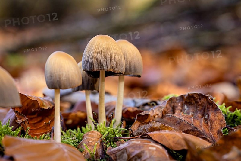 Several mushrooms grow in green moss between brown autumn leaves, the common mica tintling (Coprinellus micaceus) on the forest floor of Reinhardswald in Hesse