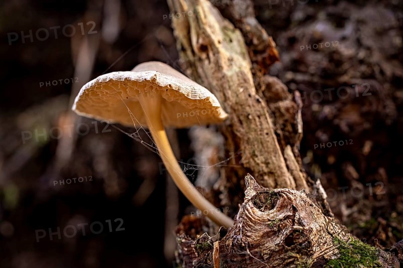 A single mushroom grows from a tree trunk in a dark forest, the mouse tail (Baeospora myosura) on a tree trunk of the Reinhardswald in Hesse
