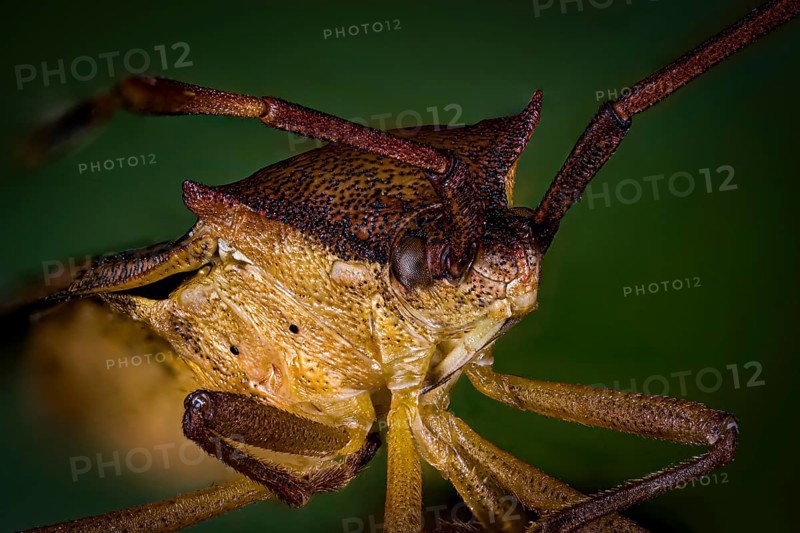 Close-up of a brown insect with long antennae against a green background, portrait of a border bug or leather bug (Coreidae)