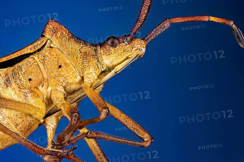 Close-up of a brown insect against a blue background with long antennae, portrait of a border bug or leather bug (Coreidae)