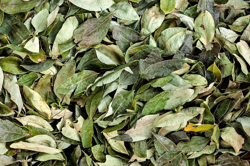 Close-up of green leaves showing natural texture and detail, selling coca leaves at the Rurrenabaque market in the Amazon jungle in Bolivia