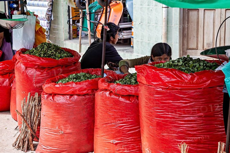Merchants at a market who fill and sell big red bags with green leaves, selling Coca leaves at the Rurrenabaque market in the Amazon jungle in Bolivia