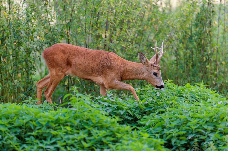A roe buck (Capreolus capreolus) crosses a nettle thicket. Bavaria, Germany