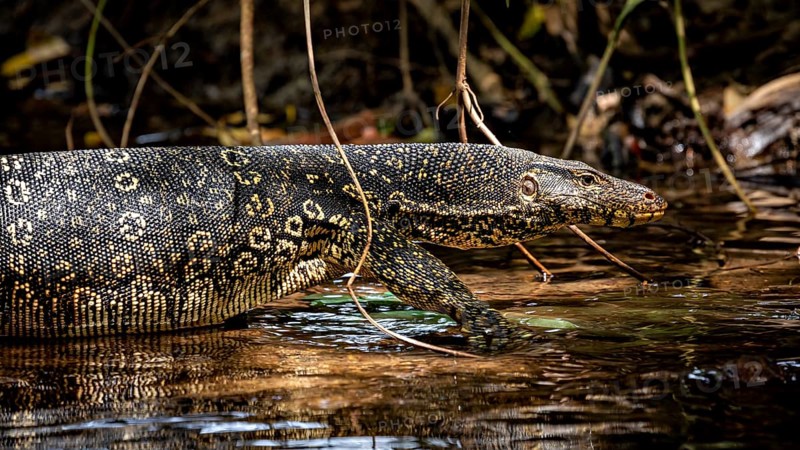 Side view of a monitor in water surrounded by branches and natural light, The bandaged monitor in the swamps near Sigiriya in Sri Lanka (Varanus salvator)