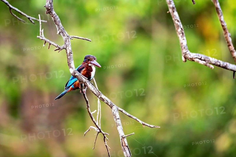 Kingfisher on a branch, harmonious interplay of bird and nature, in the middle of a green forest, The brown eagle near Sigiriya in Sri Lanka (Halcyon smyrnensis)