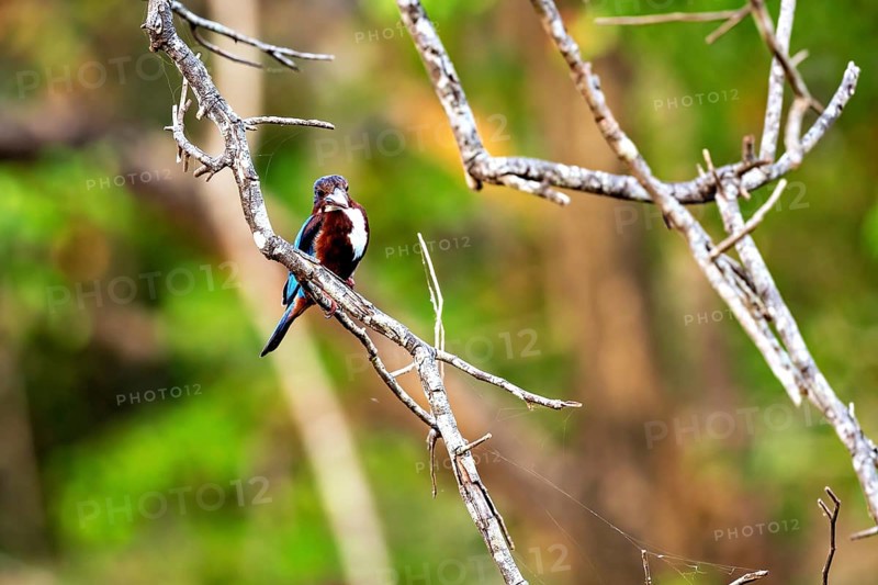 Kingfisher on a branch in a forest with a blurred background that creates a relaxed atmosphere, The brown fish near Sigiriya in Sri Lanka (Halcyon smyrnensis)