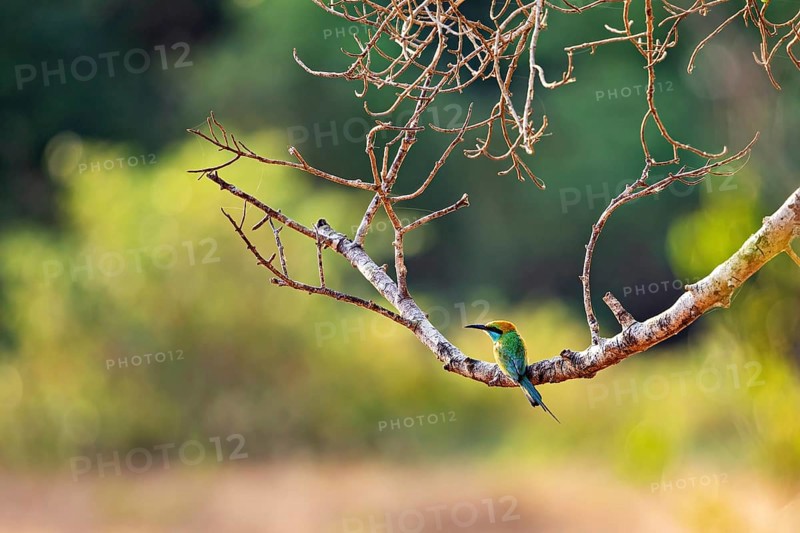 A bird sits on a branch in a natural environment with a blurred background in sunlight, The Asian green bee-eater (Merops orientalis)