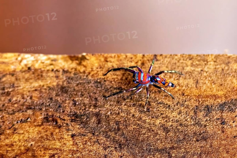 A colorful spider crawls on a wooden board surface in a close-up view, The jumping spider Chrysilla volupe near Sigiriya in Sri Lanka (Chrysilla volupe)