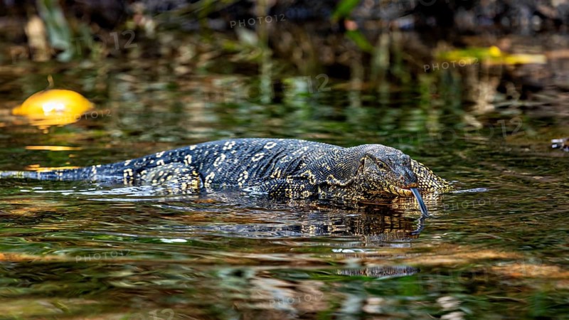 Monitor swims in calm water surrounded by natural elements and reflected light, The bandaged monitor in the swamps near Sigiriya in Sri Lanka (Varanus salvator)