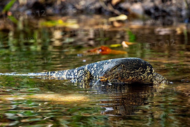 A monitor crosses still water surrounded by grasses and reflecting sun rays, The banded monitor in the swamps near Sigiriya in Sri Lanka (Varanus salvator)