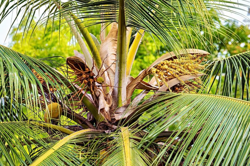 Close-up of a coconut tree with lush green leaves and unripe fruit, The crown of a coconut palm