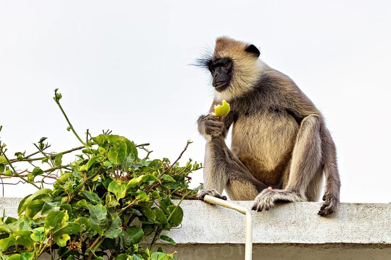 A Langur monkey sits on a roof and holds a yellow leaf surrounded by plants, The Indian Hanuman Languren near Sigiriya in Sri Lanka (Semnopithecus)