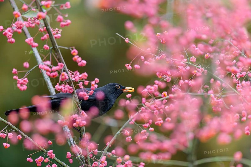 A common blackbird (Turdus merula) sits in a European spindle tree (Euonymus europaeus), and eats the fruit