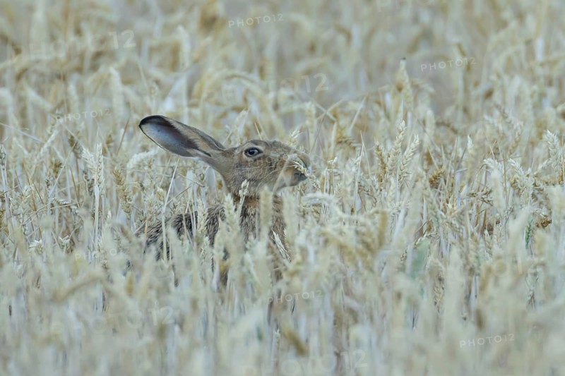 European brown hare (Lepus europaeus) adult animal eating a wheat plant sheath in a farmland field in summer, England, United Kingdom