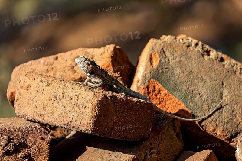 A lizard basks in the open on stacked bricks, the bloodsucker lady sits on a wall near Sigiriya in Sri Lanka (Calotes versicolor)