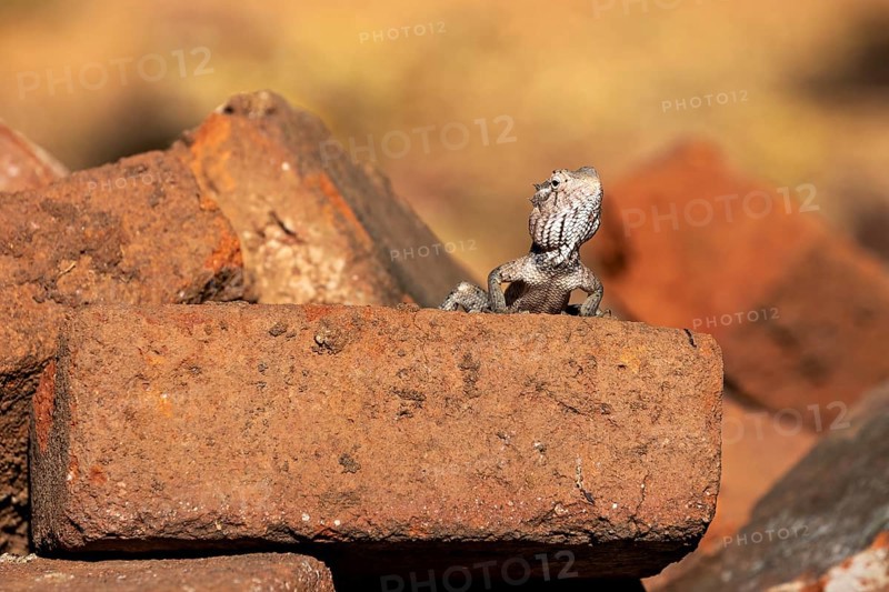 Lizard sits watchfully on a brick surrounded by warm hues. The bloodsucker lady sits on a wall near Sigiriya in Sri Lanka (Calotes versicolor)