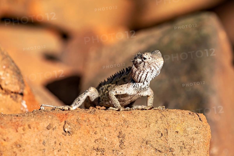Lizard looks curiously at the sun, sitting on bricks, the bloodsucker lady sits on a wall near Sigiriya in Sri Lanka (Calotes versicolor)