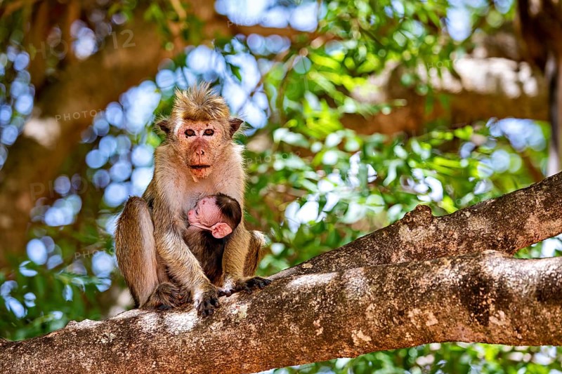 Two monkeys, an adult monkey and a young animal, sit relaxed on a branch in a green environment, The Ceylon monkey at Sigiriya Rock in Sri Lanka (Macaca sinica)