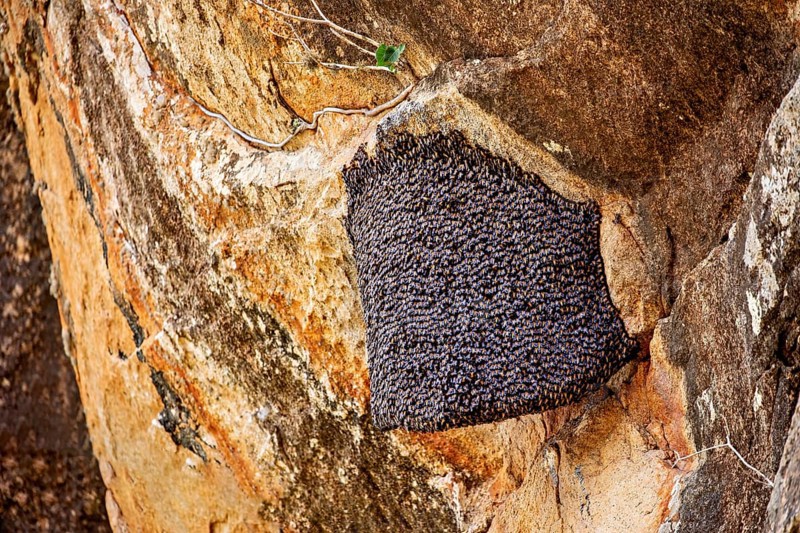 A beehive nestled in a rock, surrounded by natural, rough rock structure, The giant honeybee on a rock wall near Sigiriya in Sri Lanka (Apis dorsata)