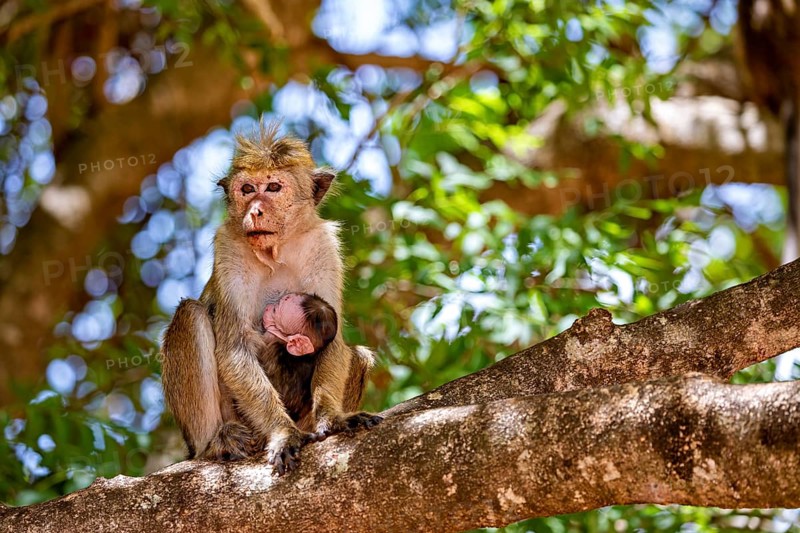 Monkey with young animal sitting on a tree in natural surroundings, surrounded by green leaves and soft sunlight, The Ceylon monkey at Sigiriya Rock in Sri Lanka (Macaca sinica)