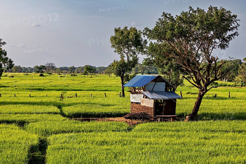 A hut with a blue roof and a tree stand in an extensive green rice field, green rice paddies in Sri Lanka