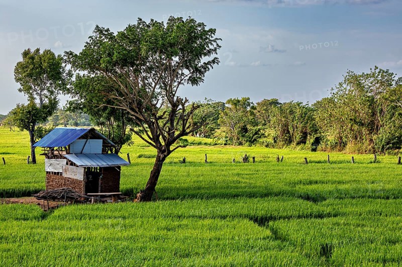 A simple hut with a blue roof stands next to a tree in the middle of a vast green rice field, green rice paddies in Sri Lanka