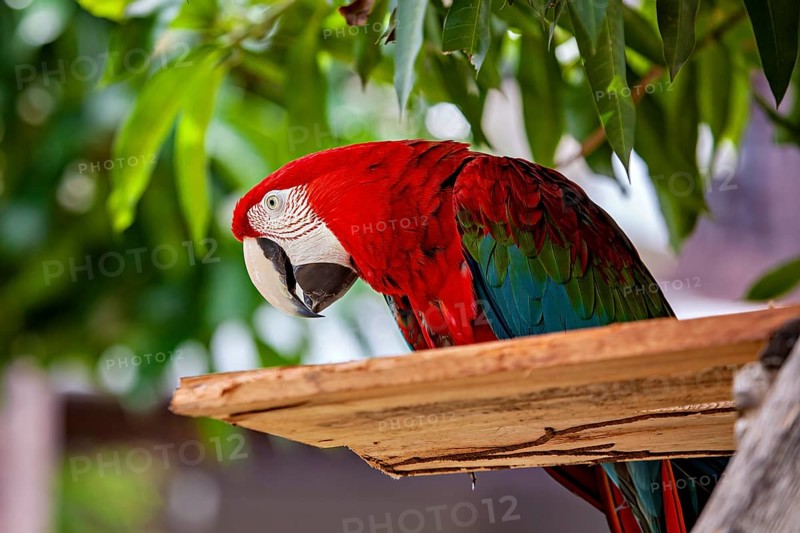 Close-up of a colorful parrot resting on a branch surrounded by green leaves, The red-green macaw in the Amazon jungle of Bolivia (Ara chloropterus)