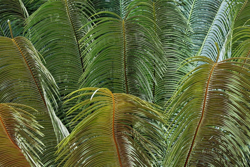 Dense arrangement of tropical leaves in various shades of green and textures, leaves of ferns in the jungle