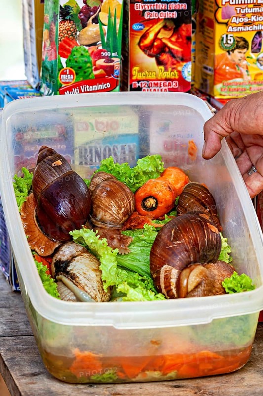 Large snails on lettuce and carrots in a plastic container surrounded by colorful packaging at a market stand, The big agate snails at the Rurrenabaque market in Bolivia (Giant African Snails)