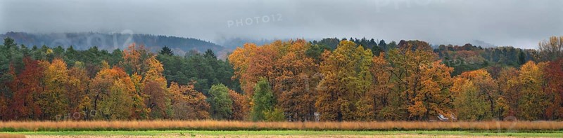 Mixed forest in autumn colors on a rainy day, Eckental, Middle Franconia, Bavaria, Germany
