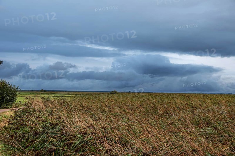 Reed, thatch (Phragmites australis) on the lagoon, dark rain clouds (Nimbostratus), Ahrenshoop, Darß, Mecklenburg-Western Pomerania, Germany