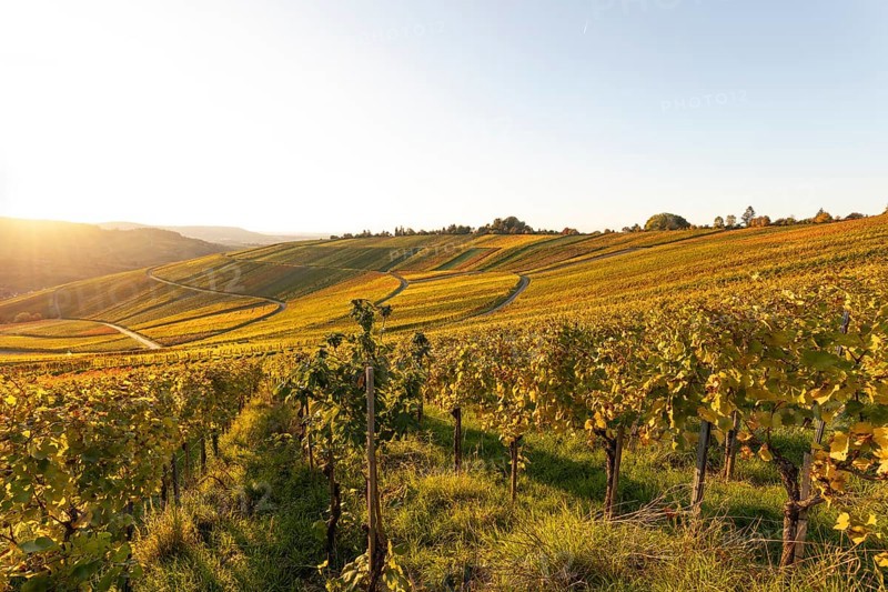 Golden evening sun shines over the colorful vines in the vineyards of Beutelsbach and Weinstadt Baden-Württemberg Germany