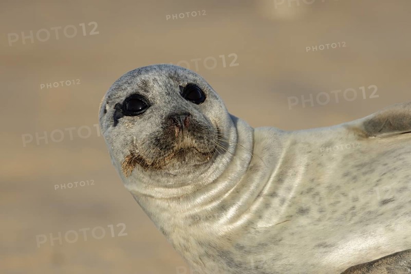 Common seal (Phoca vitulina) adult animal resting on a beach, England, United Kingdom