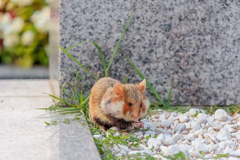 A European hamster (Cricetus cricetus) forages for food on a grave. Vienna, Austria