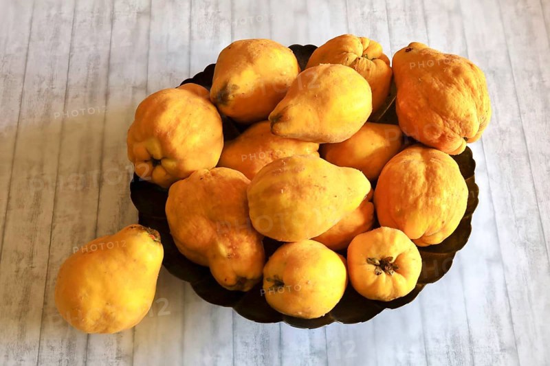 Picturesque still life with quinces, autumn, Germany