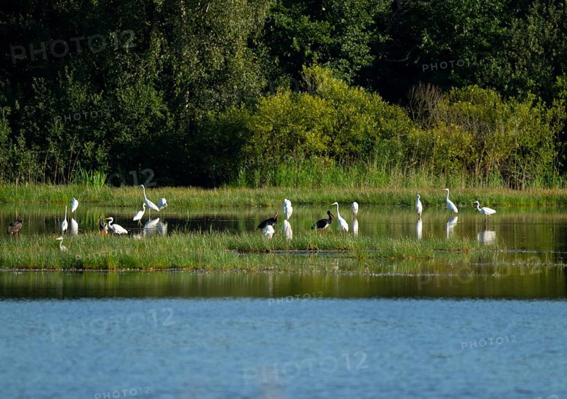 Black storks (Ciconia nigra) and great egret (Ardea alba) in the shallow water zone of a pond, Lower Saxony, Germany