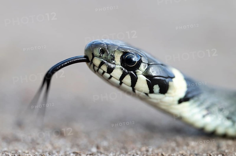 Grass snake (Natrix natrix), portrait, tonguing, forked tongue, Lower Saxony, Germany