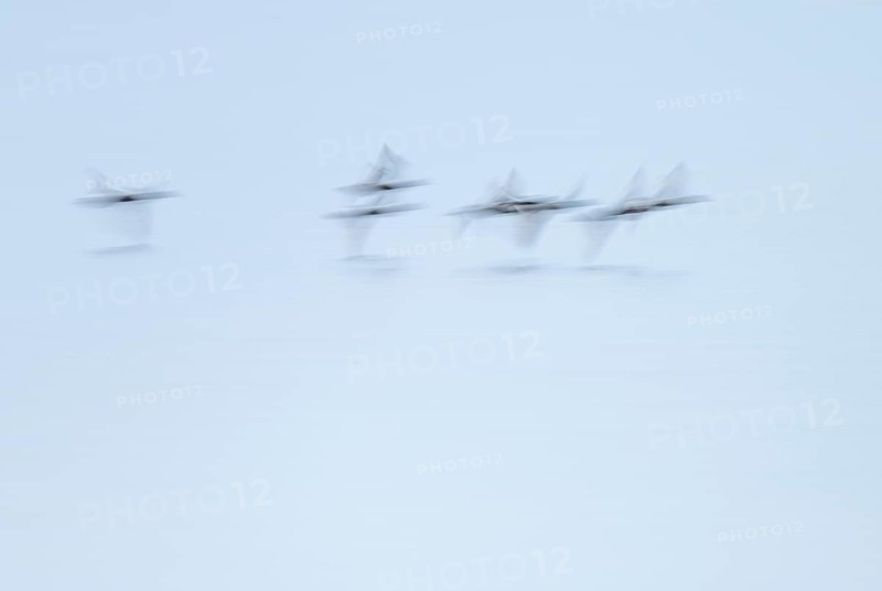 Heron duck (Aythya fuligula), heron flying over a lake, motion blur, long exposure, pull, mopping effect, Lower Saxony, Germany