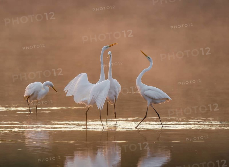 Great egrets (Ardea alba) stand in the warm orange morning light in the shallow water zone of a lake and quarrel, squabbles of fog over the water, Lower Saxony, Germany