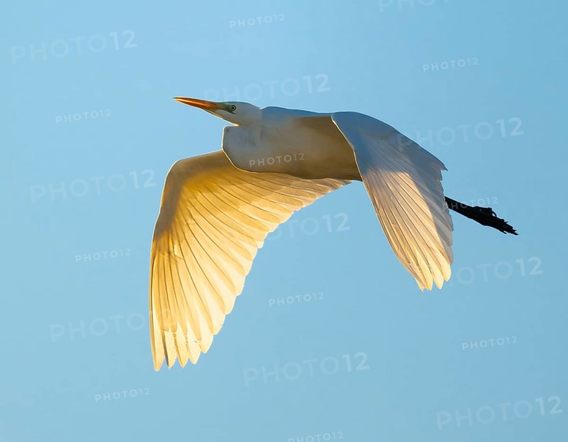 Great egret (Ardea alba) in flight, in warm orange morning light, blue sky, Lower Saxony, Germany