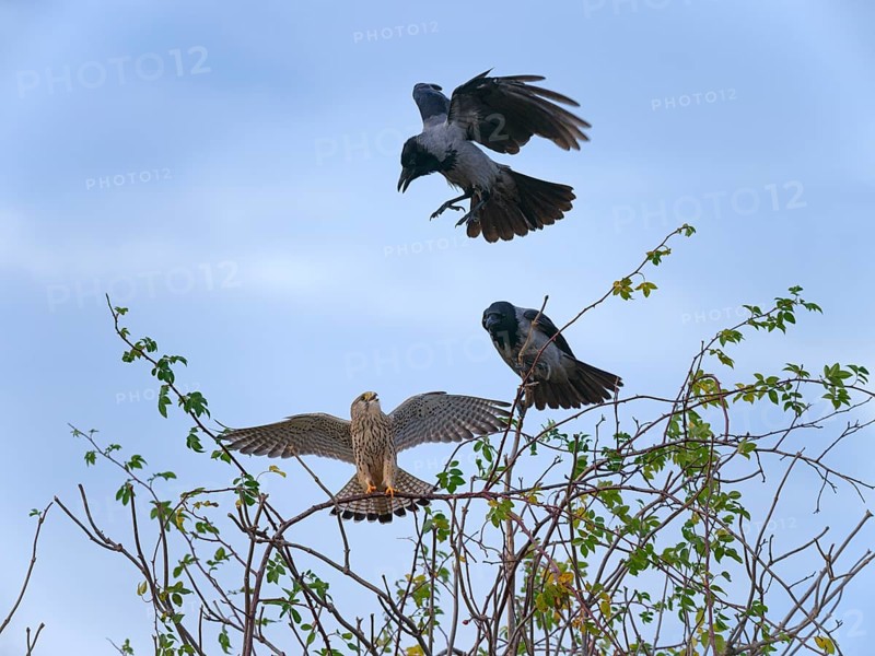 Hooded crows (Corvus cornix) attacking female kestrels (Falco tinnunculus), Berlin, Germany