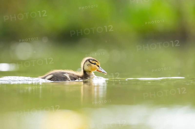 Wild duck (Anas platyrhynchos) chick swimming on a lake, Bavaria, Germany