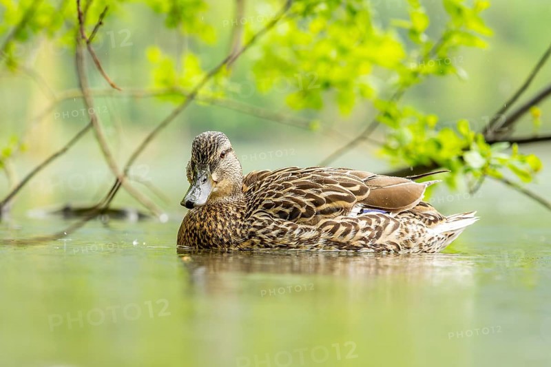 Wild duck (Anas platyrhynchos) female swimming in a lake, Bavaria, Germany
