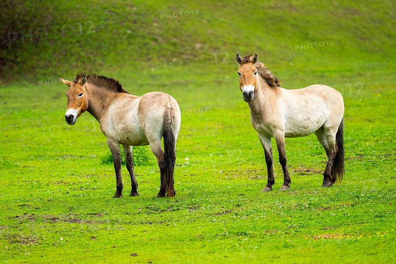 Przewalski's horse (Equus ferus przewalskii) standing on a meadow, Austria, Germany