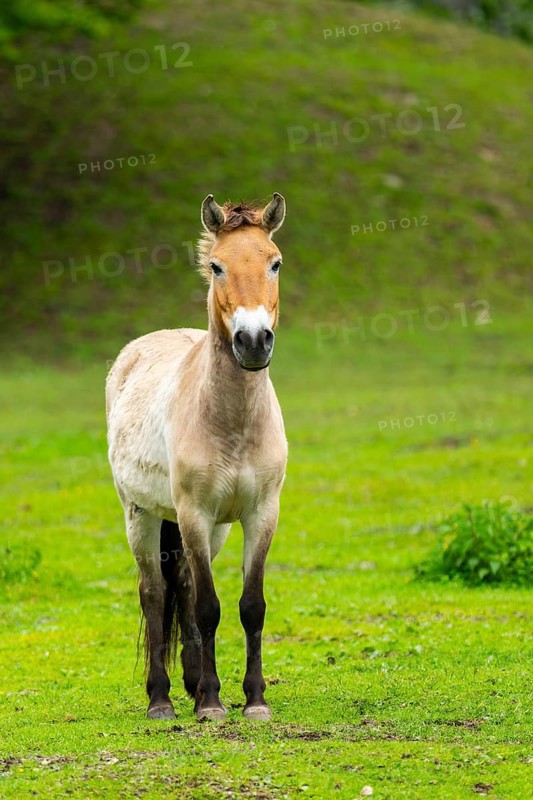 Przewalski's horse (Equus ferus przewalskii) standing on a meadow, Austria, Germany