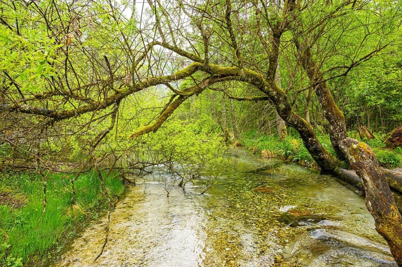 Lanscape of a little stream flowing through the forest in spring on a rainy day, Bavaria, Germany