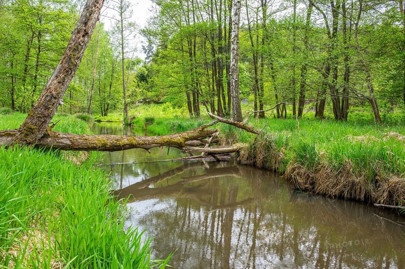 Lanscape of a little stream flowing through the forest in spring on a rainy day, Bavaria, Germany
