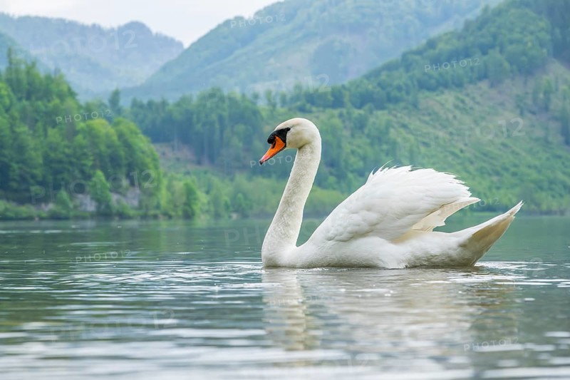 Mute swan (Cygnus olor) swimming on a lake, Austria
