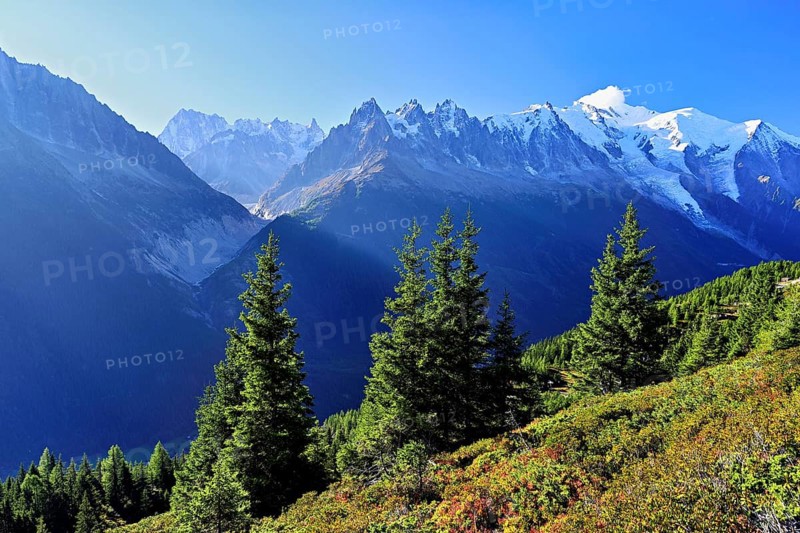 Mountain forest in an autumnal landscape with the snow-covered Mont Blanc massif in the background, Chamonix-Mont-Blanc, Haute-Savoie, France